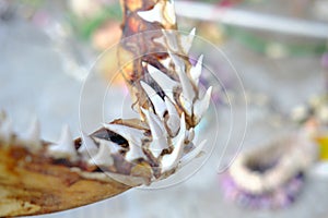 Real jaws and teeth of a shark, a souvenir from the southern seas, closeup photo