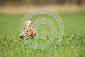 real kite photo