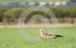 real kite with a prey in the field photo