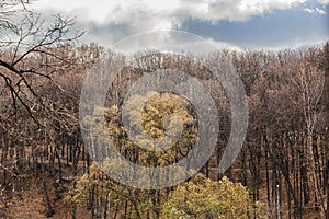 Real landscape with flying autumn trees