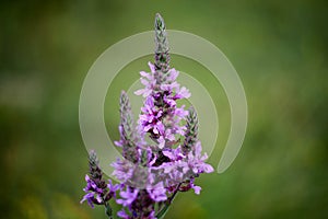 The real lavender or narrow-leaved lavender in the meadow