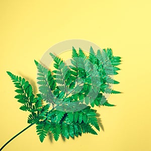 Real leaves on pastel color background.Botanical tropical