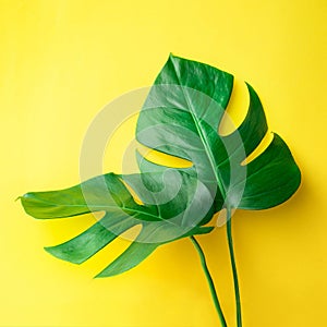 Real leaves on pastel color background.Botanical tropical