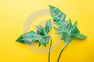 Real leaves on pastel color background.Botanical tropical
