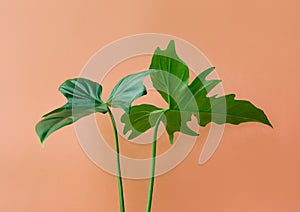 Real leaves on pastel color background.Botanical tropical