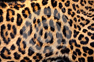 Real Leopard Skin