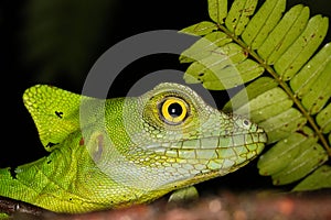 real life dragon! jezus christ lizard ( basilisk ) chilling in the jungle