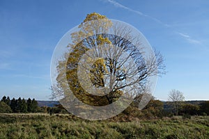 Strom skutečného života čtyř ročních období. Strom napůl vybavený listím a napůl bezútěšný. Vedlejší účinky změny klimatu a rádiových vln 5G na