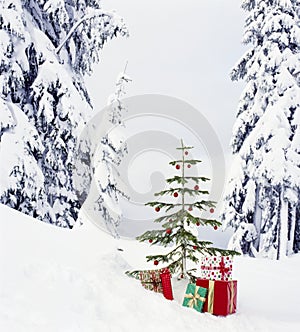 Real, live Christmas tree and presents gifts outdoors with snowy forest wilderness landscape background. Beautiful, simple holiday