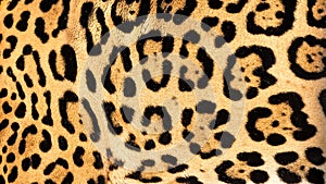 Real Live Jaguar Skin Fur Texture Background