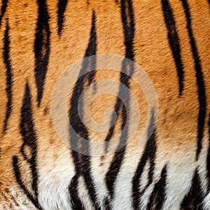 Real Live Tiger Fur Stripe Pattern Background