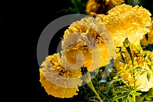 Real Marigold flowers Full bloom the flower look bright beautiful in the dark. photo