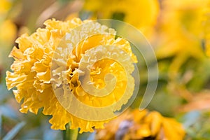 Real Marigold flowers Full bloom the flower look bright beautiful. photo