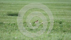 Real Marmot in a Meadow Covered With Green Fresh Grass