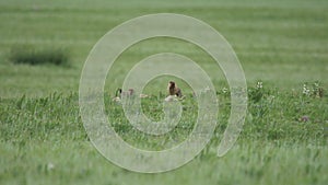 Real Marmot in a Meadow Covered With Green Fresh Grass