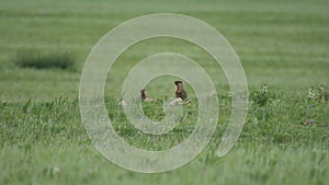 Real Marmot in a Meadow Covered With Green Fresh Grass