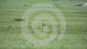 Real Marmot in a Meadow Covered With Green Fresh Grass