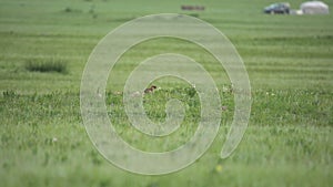 Real Marmot in a Meadow Covered With Green Fresh Grass