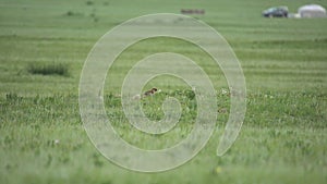 Real Marmot in a Meadow Covered With Green Fresh Grass