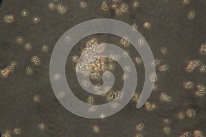 Real microscope image