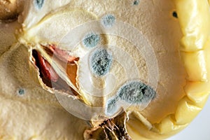 Real mold on half apple