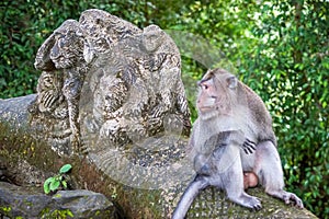 Real monkey next to a statue of fake monkeys at Ubud Monkey Forest sanctuary at Bali island, Indonesia