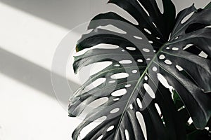 Real monstera leaves decorating for composition design