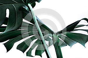 Real monstera leaves decorating for composition design. Tropical