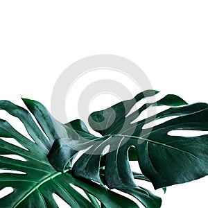 Real monstera leaves decorating for composition design.Tropical,botanical nature concepts