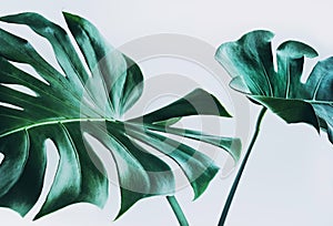 Real monstera leaves decorating for composition design.Tropical,botanical nature concepts