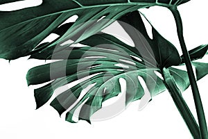 Real monstera leaves decorating for composition design.Tropical,botanical nature concepts photo