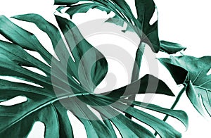 Real monstera leaves decorating for composition design.Tropical,botanical nature concepts