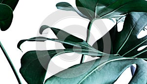 Real monstera leaves decorating for composition design.Tropical