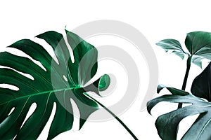 Real monstera leaves decorating for composition design.Tropical,botanical nature concepts