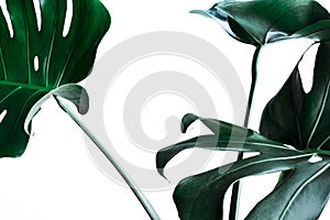 Real monstera leaves decorating for composition design.Tropical,botanical nature concepts photo