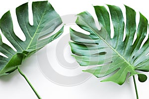 Real monstera leaves set on white background.Tropical,botanical