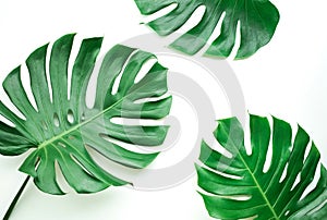 Real monstera leaves set on white background.Tropical,botanical