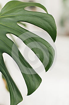 Real monstera leaves, Tropical jungle green leaves background