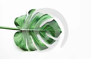 Real monstera leaves on white background