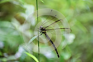 Real Monstrosities  Owlfly- Insects