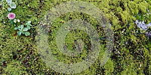 Real Green Moss Seamless Texture photo