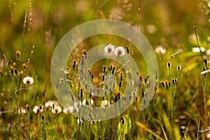 Real natural background: a field of wild flowers flooded with sunlight at sunset. Beauty of summer.