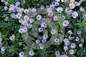 Real natural background: Flowers Aster Amellus on blooming garden