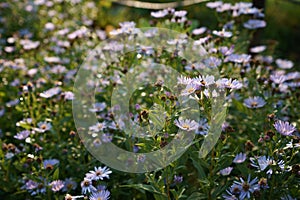 Real natural background: Flowers Aster Amellus on blooming garden floaded witn sunlight on sunset