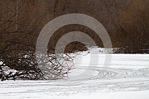 Real natural backround: Bare shrubbery on a frozen lake.