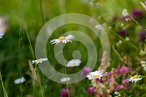 Real natural backround: chamomile and other wild flowers on a sunny meadow