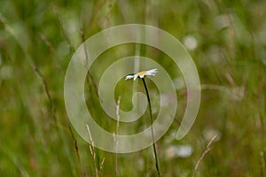 Real natural backround: chamomile and other wild flowers on a sunny meadow