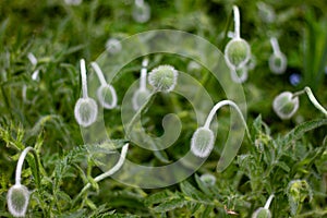 Young fluffy green heads of poppies on a flower bed in the garden