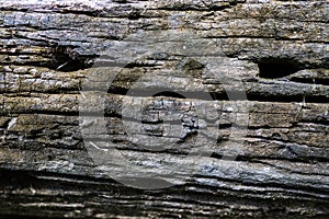 Wood cracks textured background for design photo