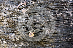 Wood cracks textured background for design photo